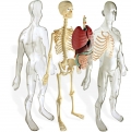 Cuerpo Humano (Human anatomy)